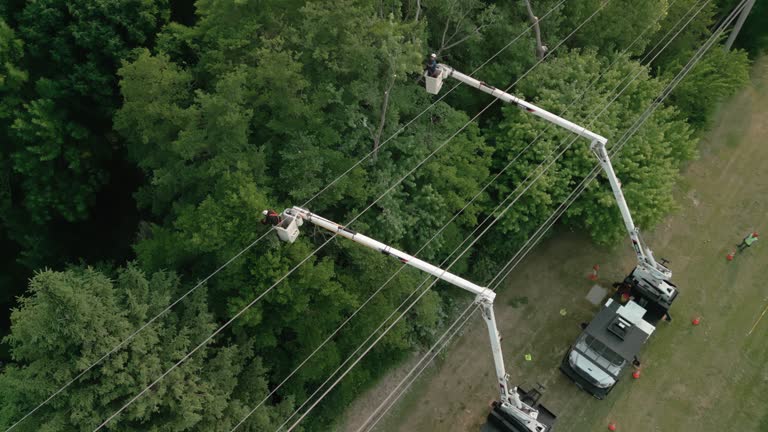 Reliable Aledo, TX Tree Services Solutions