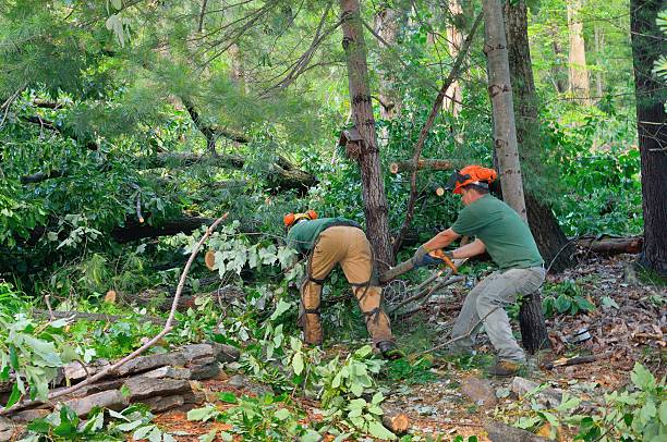 How Our Tree Care Process Works  in  Aledo, TX